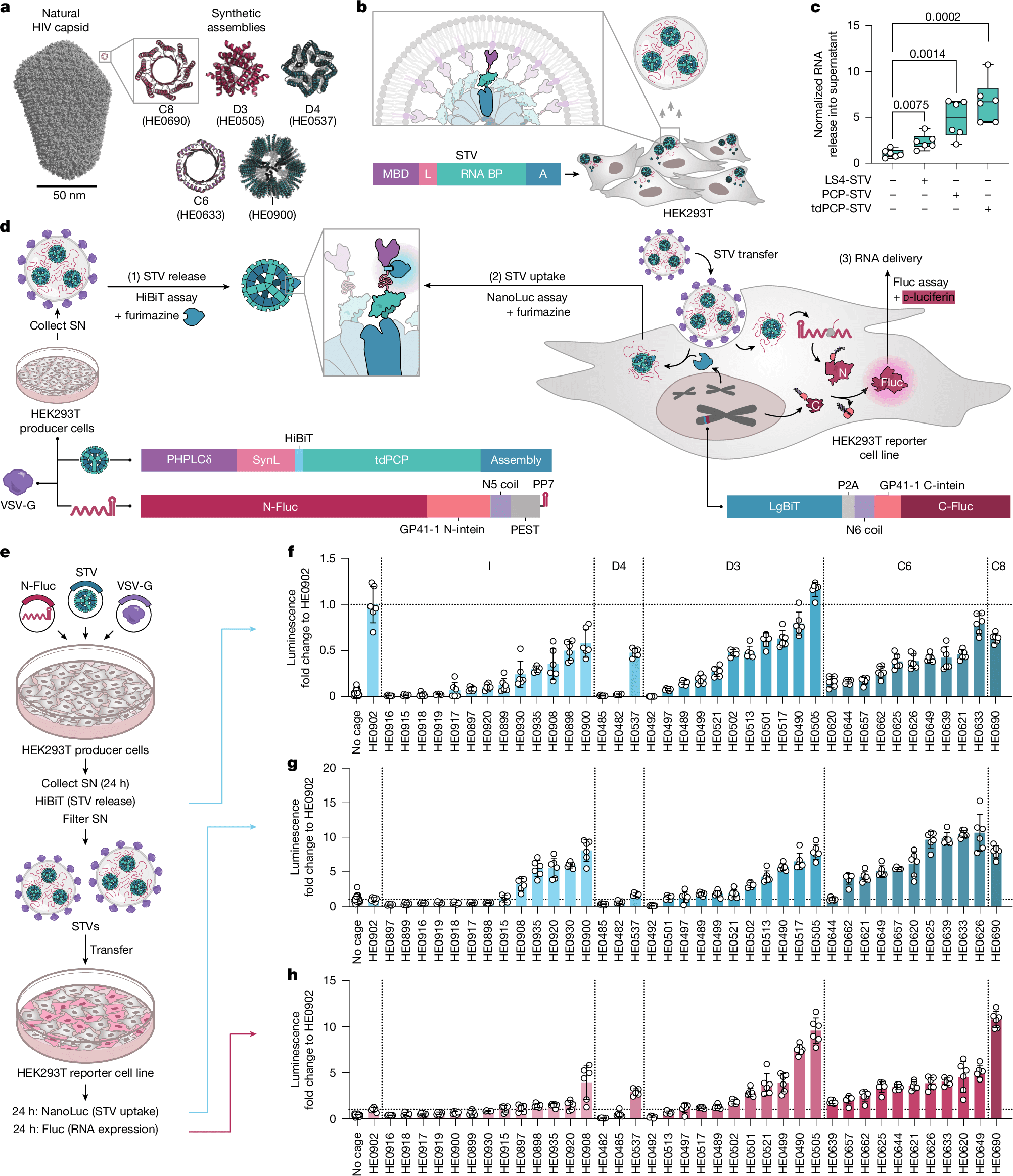 Rys. 1. Projekt i przesiew syntetycznych kurierów RNA (STV): porównanie kształtów wirusowych i AI oraz schemat architektury. Źródło: Schuhmacher et al., Nature 2026, CC BY 4.0.