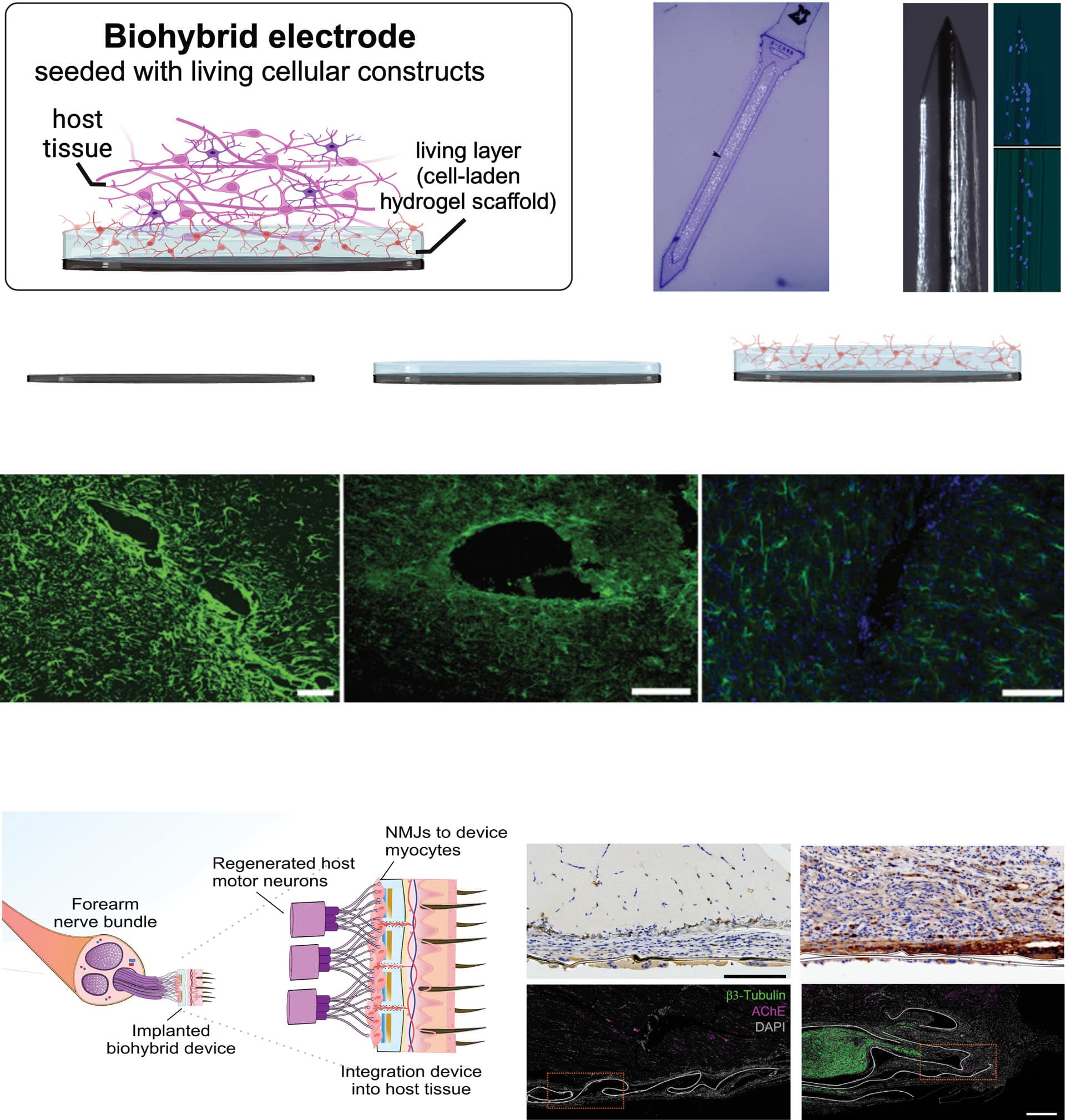 Rys. 2. Hierarchia strategii bioinspirowanych — od biomimetycznych materiałów po biohybrydowe interfejsy łączące żywe komórki z elektroniką. Źródło: Boufidis D. et al., Bio-inspired electronics: Soft, biohybrid, and "living" neural interfaces, Nature Communications (2025), DOI: 10.1038/s41467-025-57016-0.